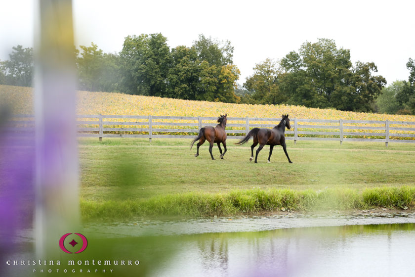 Horses at Lingrow Farms Wedding Ceremony Pittsburgh Wedding Photography