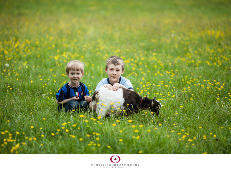 Two boys, yellow flowers, and a baby goat